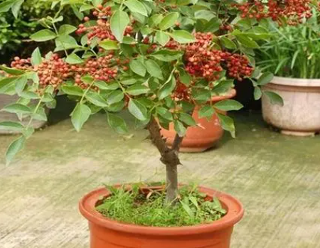 花椒木盆栽怎么管理