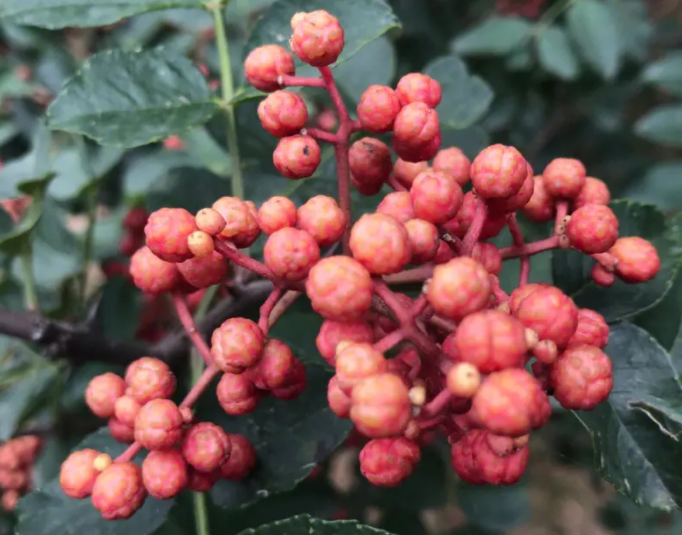 种植花椒的方法和技术是什么呢