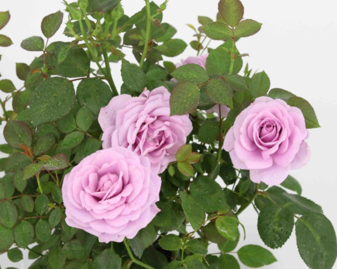 玫瑰花需要每天都换水吗