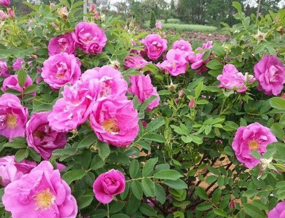 玫瑰四季都开花吗