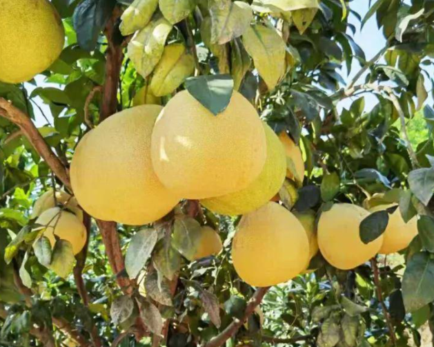 广丰马家柚子树特点是什么呢
