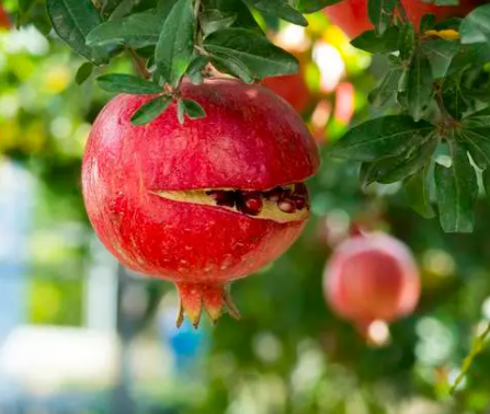 石榴树的养殖方法是什么呢