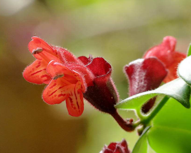 口红花怎么扦插种植呢