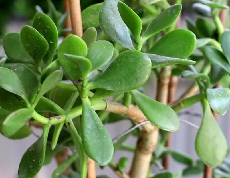 玉树能在室内养吗