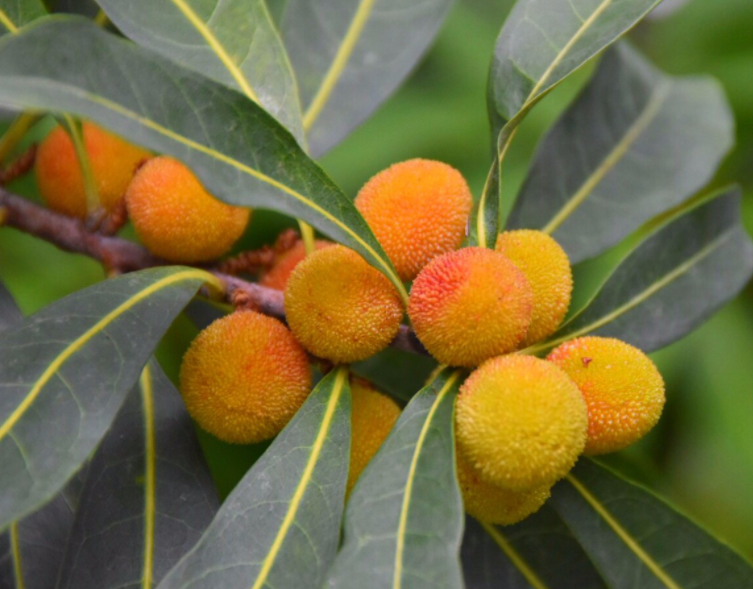 什么果树喜阴不喜阳