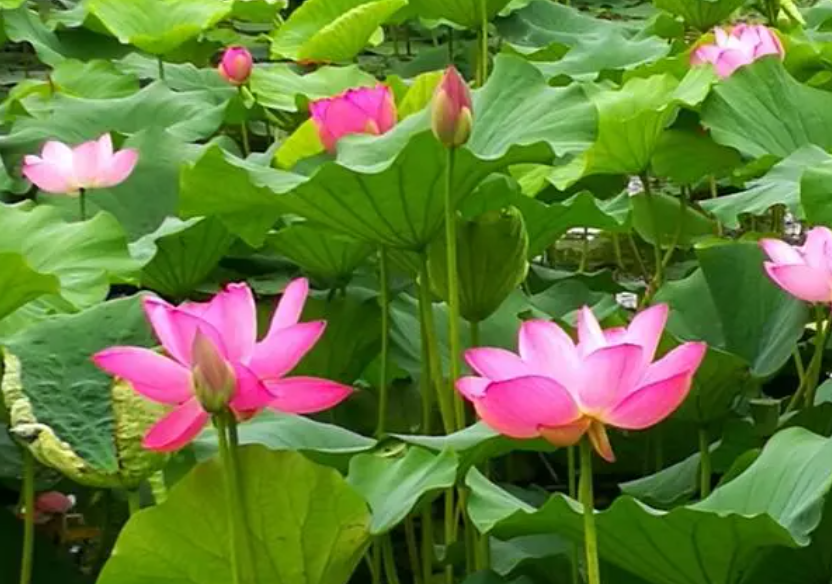 荷花的最佳种植季节