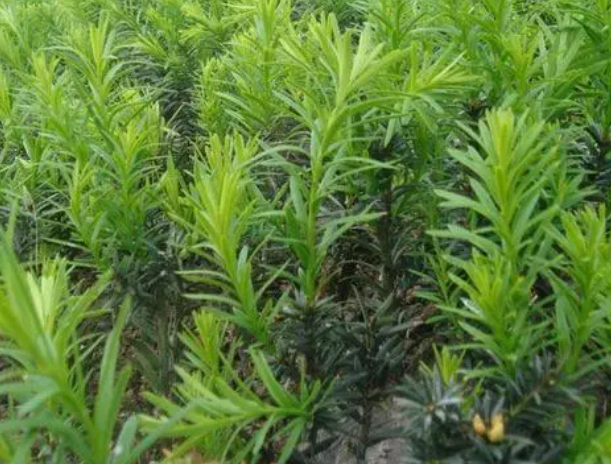 红豆杉树苗怎么种植方法