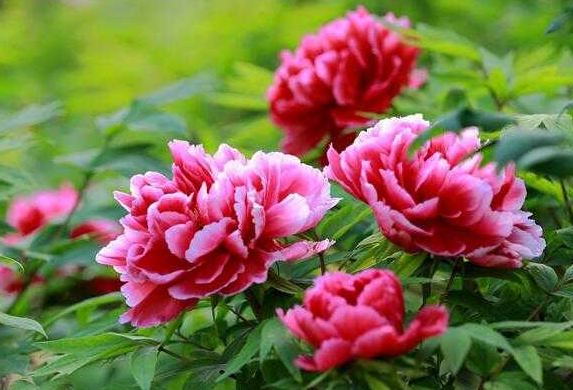 广东牡丹花怎么种