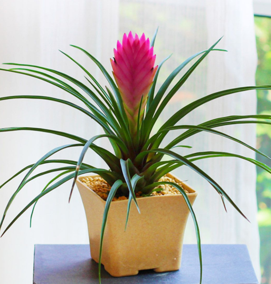 铁兰一年开几次花啊