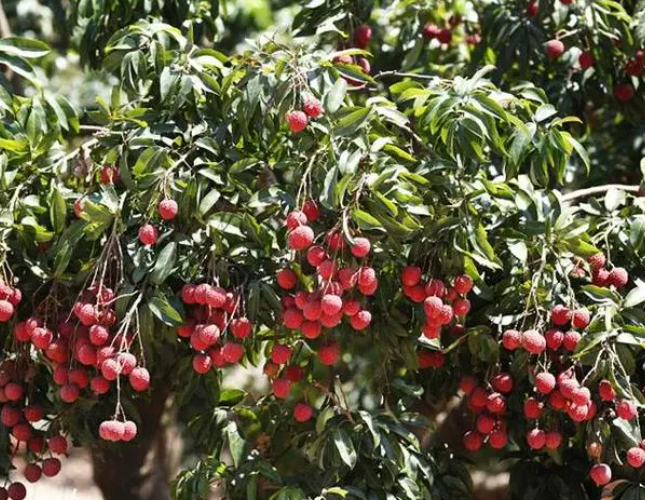 荔枝树养护方法