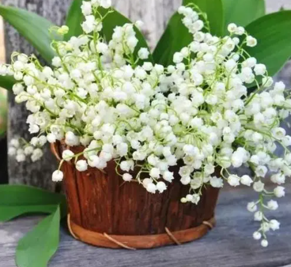 铃兰花适合什么花盆