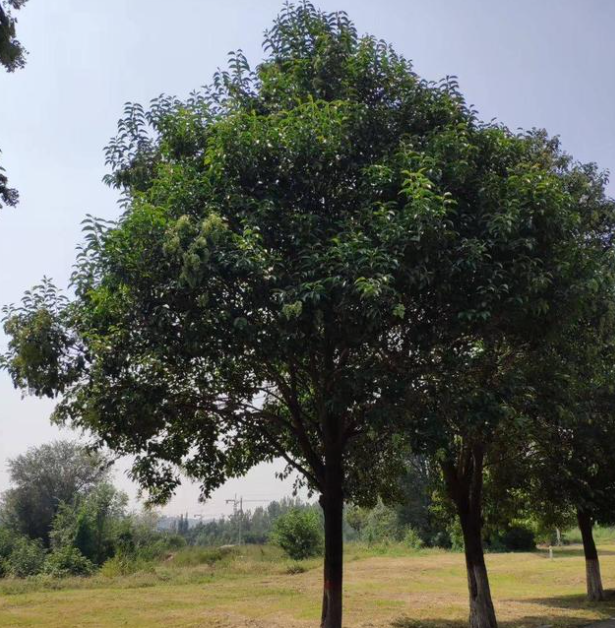 大叶女贞树适合种在院内吗