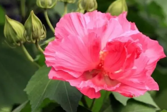 芙蓉花用什么肥最好