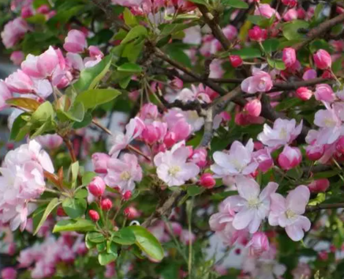 海棠花能在太阳下晒吗