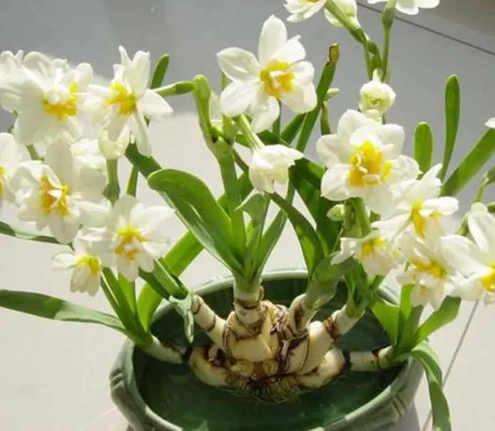 养水仙花的禁忌