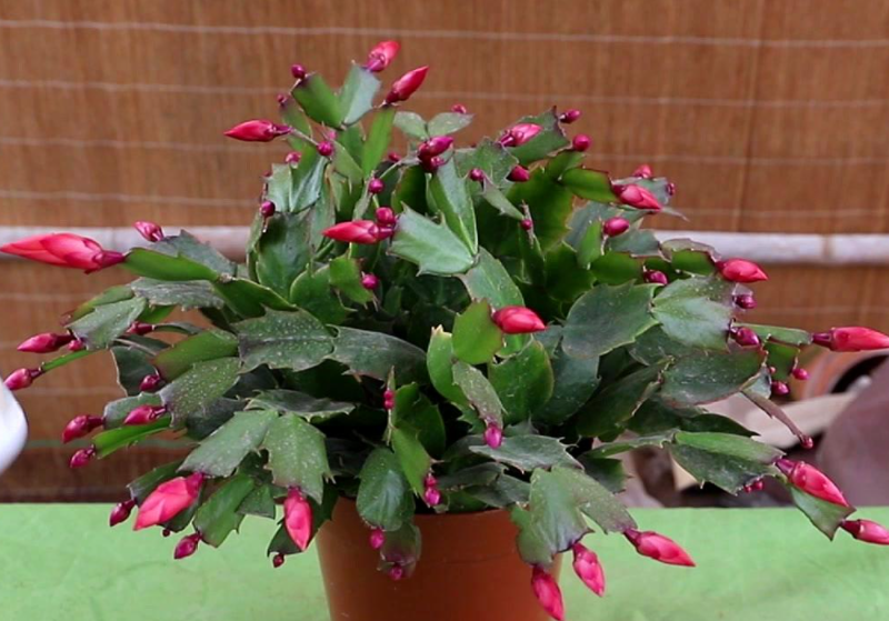 蟹爪兰花谢后怎么施肥