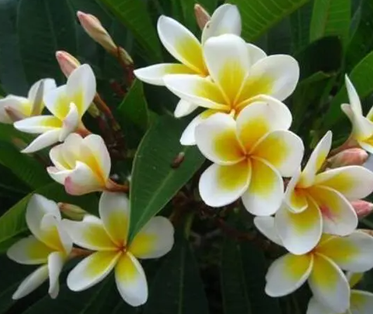 鸡蛋花的扦插注意事项