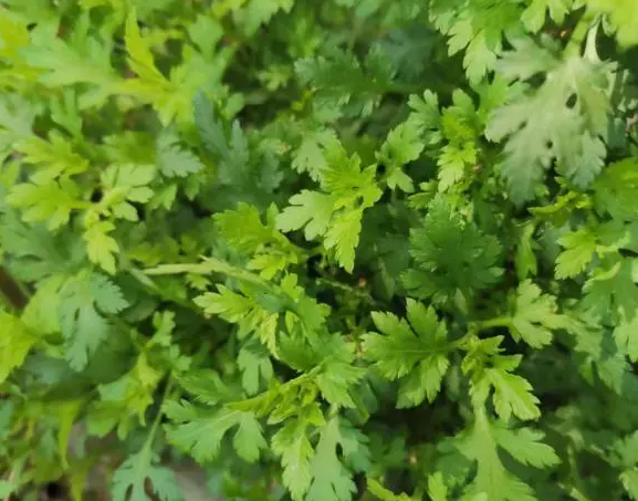 菊花脑可以扦插繁殖吗