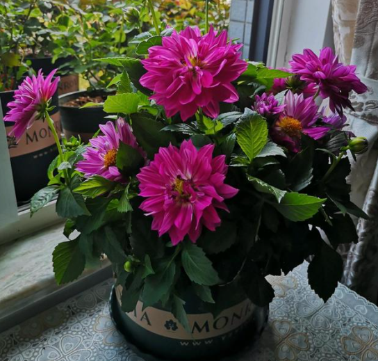 盆栽小丽花如何过冬