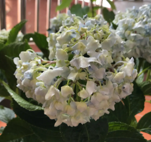 绣球花晒了太阳嫣了怎么办