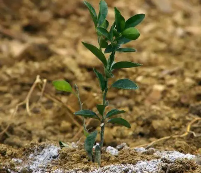 栽树苗怎么施底肥