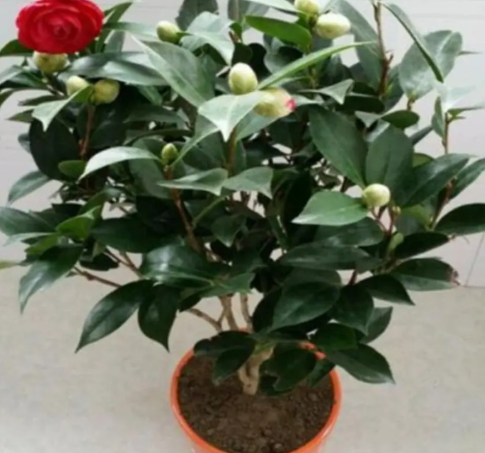 新买的茶花如何换盆