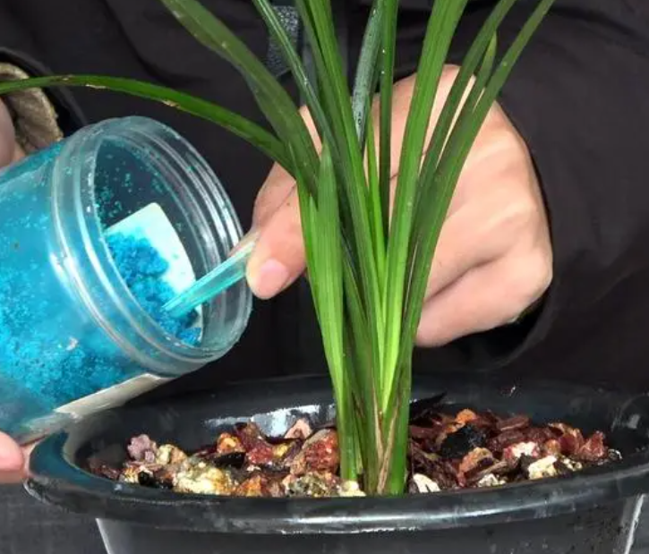 怎么给兰花施肥