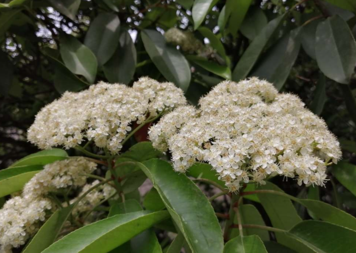石楠花和石楠的区别在哪里