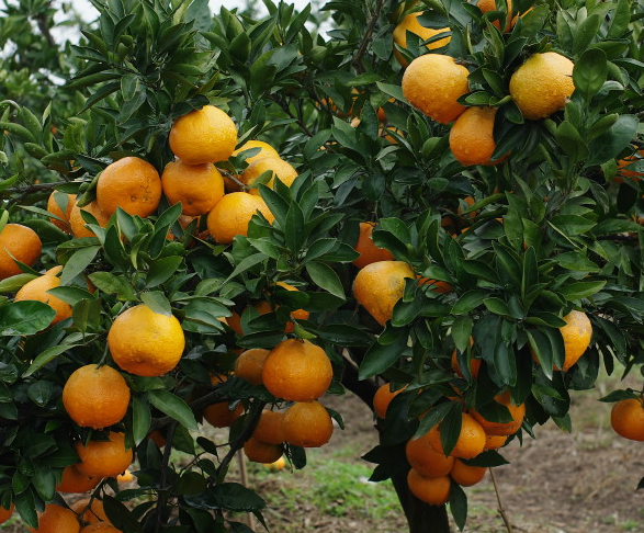 橙子树什么时候施肥最好