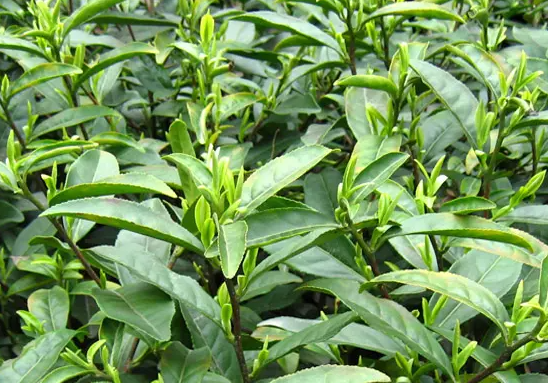 茶叶树修剪应在什么季节