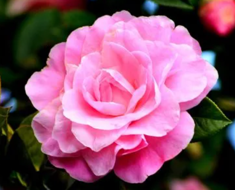 茶花枝可以生根吗