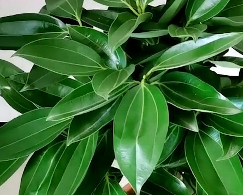 平安树怎么修剪才茂盛