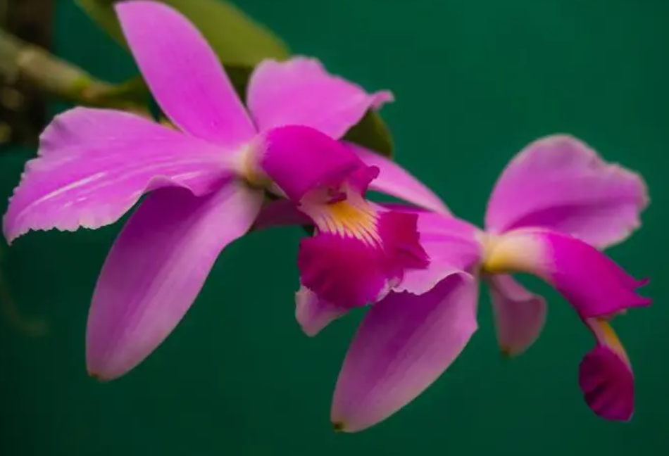 卡特兰如何催花