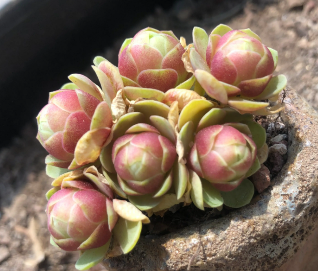 像玫瑰花的多肉是什么呢