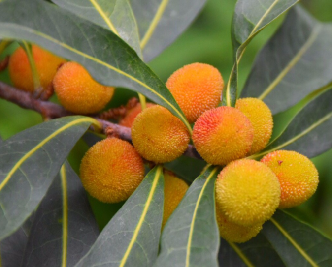 杨梅树栽种技术要点是什么呢