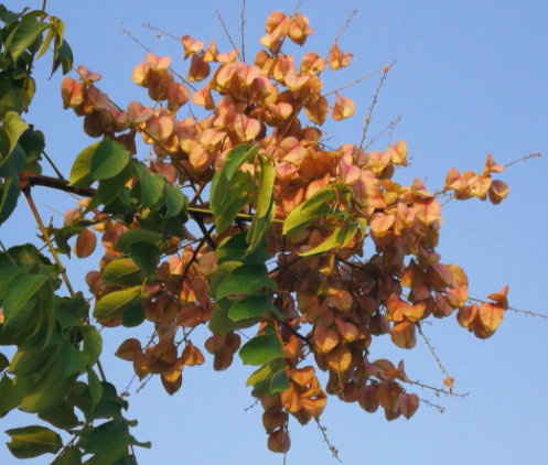栾树种子如何快速催芽呢