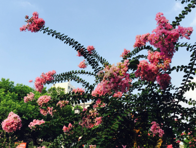 紫薇树现在可以移栽吗