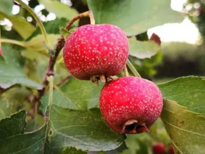 山楂树适应什么气候