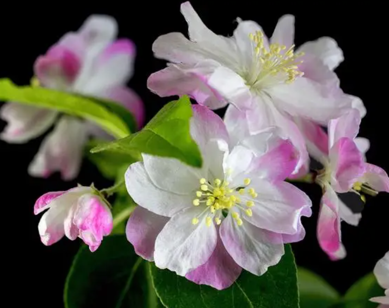 海棠花什么时候剪枝最好