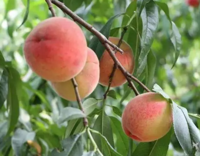 种植桃树对风水的影响有哪些呢