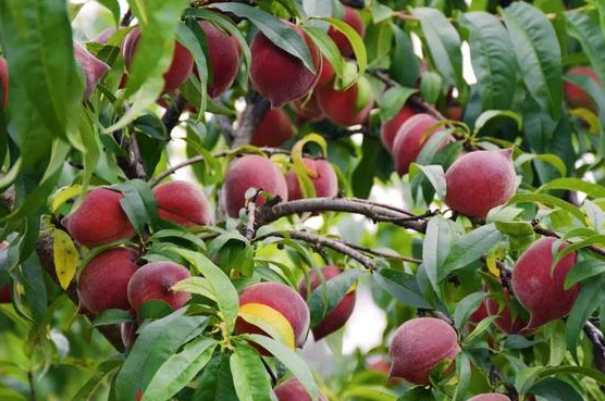 桃树摘完果后该如何修剪