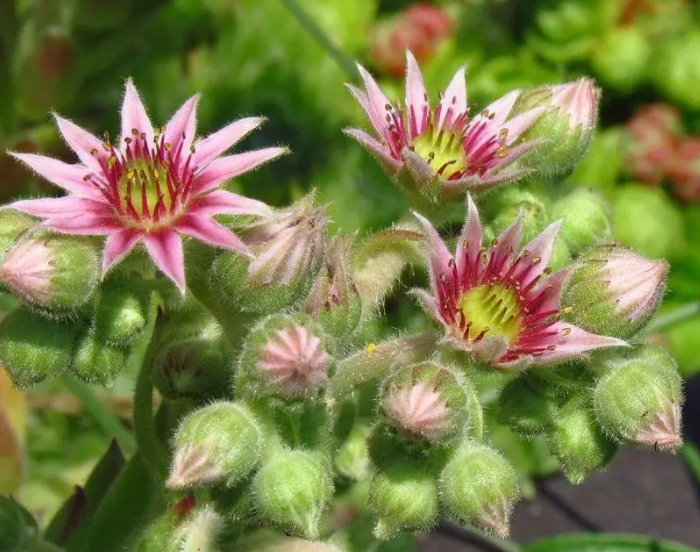 长生花可以卖多少钱呢