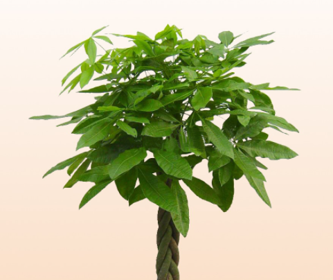 发财树水浇多了的表现是什么呢