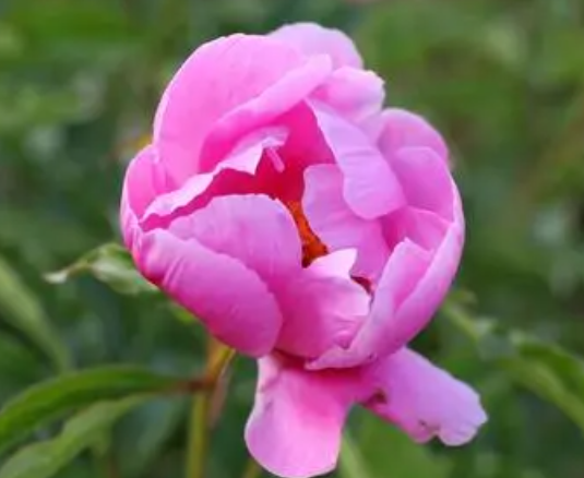 芍药花后要全部剪掉吗