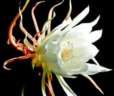 昙花怎么养殖呢