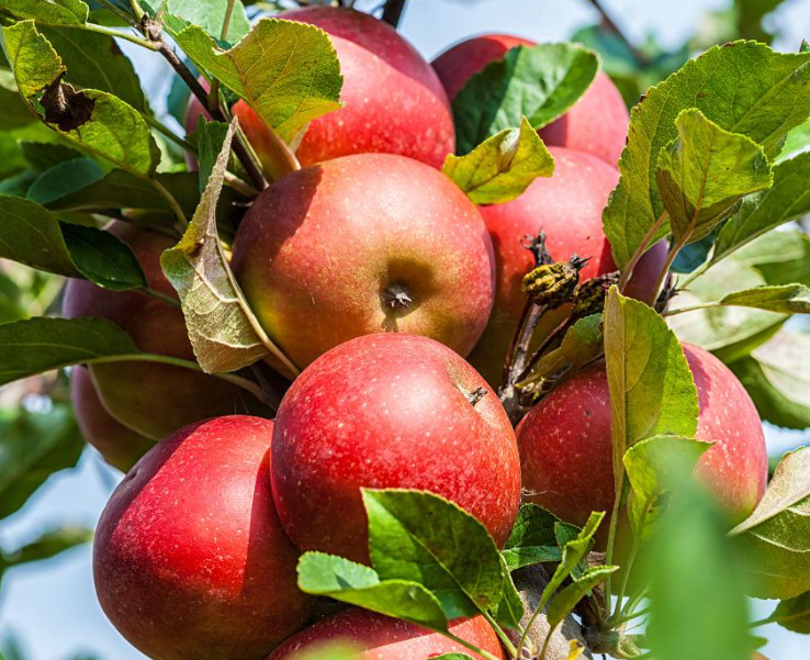 四年的苹果树怎样修剪