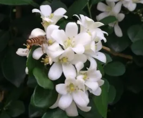 九里香花的养护方法是什么呢