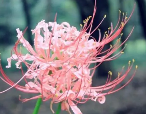 彼岸花真的招鬼吗