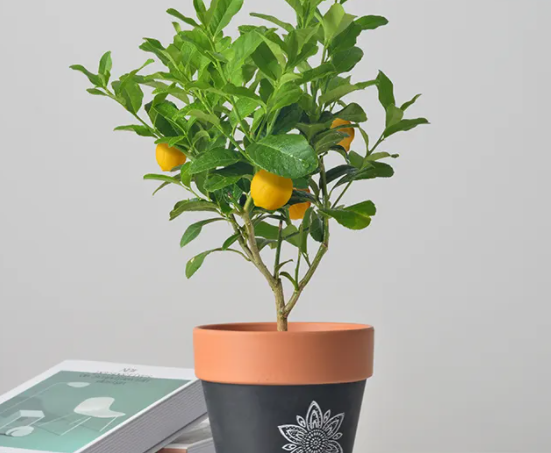 盆栽柠檬树怎么养