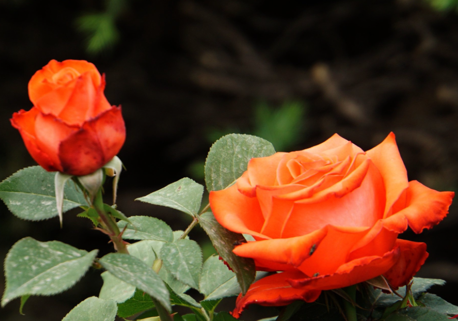 哪种月季花适合在家种植